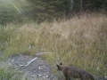 Mountain lion cub