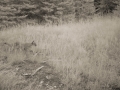 Mountain lion cub