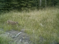 Mountain lion cub