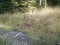 White tail fawn