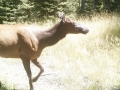 cow elk