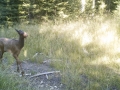 Elk calf